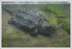 Alligator Snapping turtle
