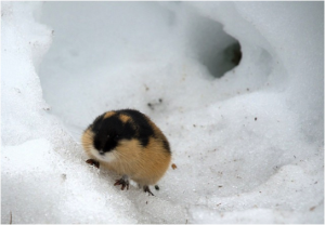 Lemming