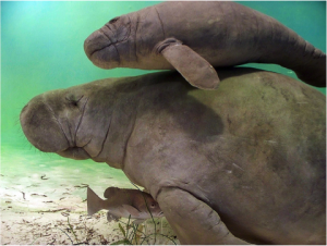 Manatee