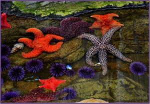 Starfish