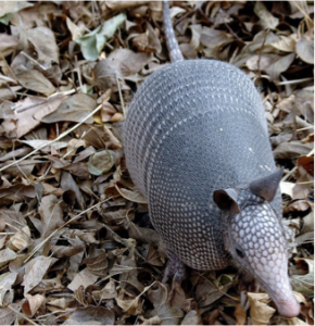 Armadillo