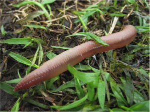 Earthworm