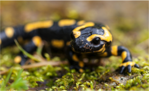 Salamander