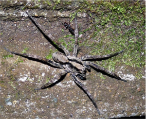 Wolf spider