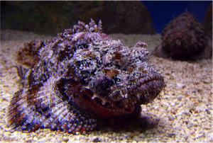 stonefish