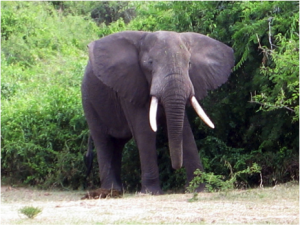 elephant