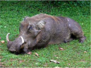 warthog